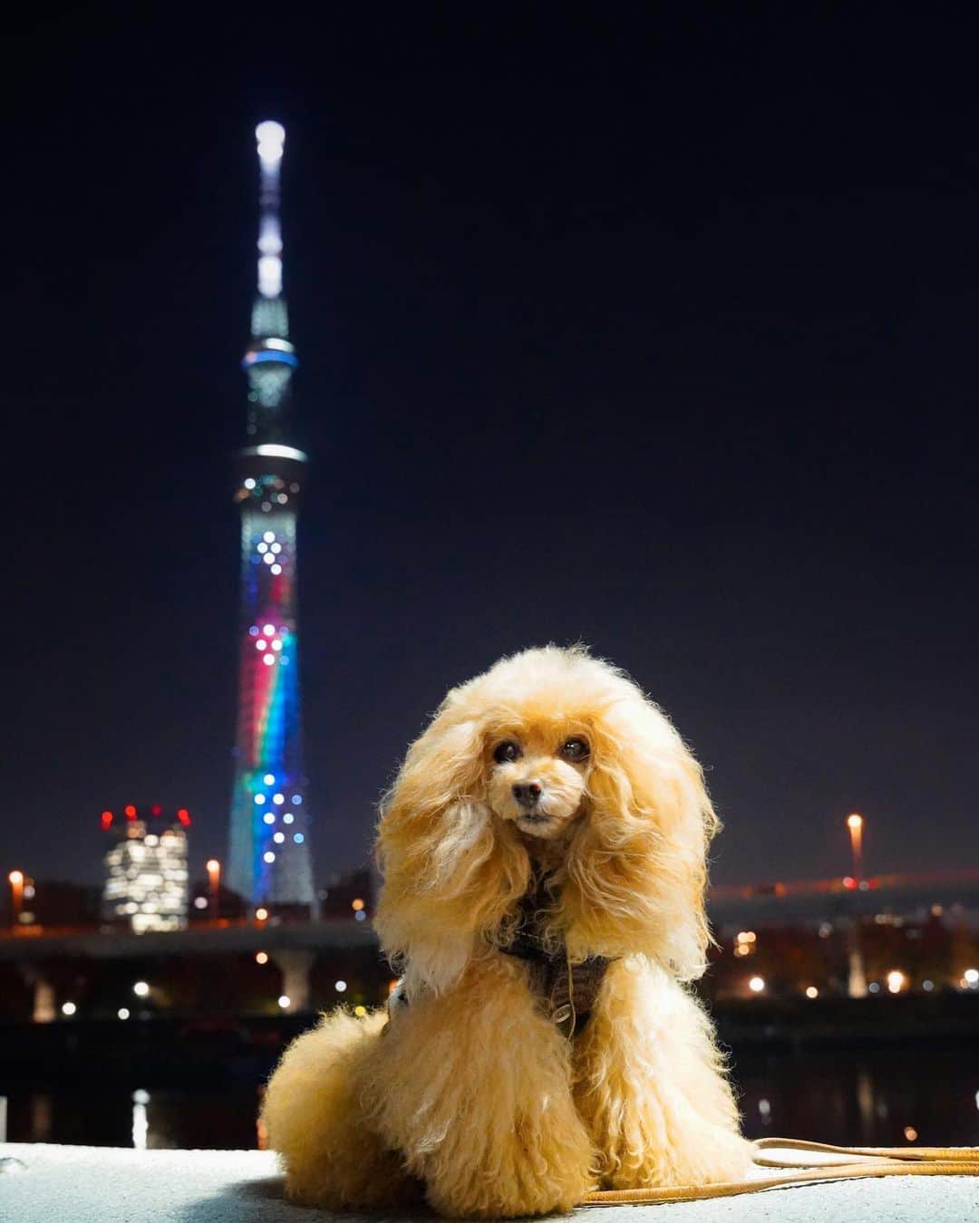 Toypoodle Mikuru?Asakusa Tokyoのインスタグラム：「20201203 Thursday. Goodnight 👋🏻  東京スカイツリーサイトより。 「NiziU」のデビューシングル『Step and a step』のリリースを記念して、Nizi（虹）をイメージした特別ライティングを点灯します。  #tokyoskytree #Speciallighting #虹  えーっと NiziUって？ 歌手なのはわかるが全貌...? テレビ見ないからわかんない😰 ていうか、うちテレビないし🤣」