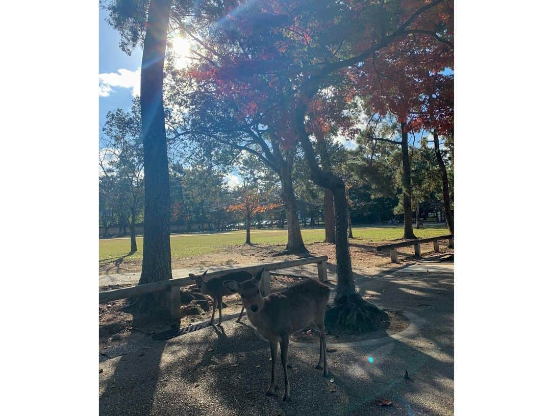 松本ルナさんのインスタグラム写真 - (松本ルナInstagram)「可愛い可愛い鹿たん🦌❤️﻿ ﻿ 木にぶつかっちゃう﻿ ちょっとドジな所も可愛い😂💕﻿ ﻿ 3枚目は紅葉と鹿さん🦌🍁﻿ ﻿ 最後は遠くから歩いて来てくれて﻿ 何だか神秘的🥺✨﻿ ﻿ カバンに隠してた鹿せんべいを﻿ お礼にプレゼントさせて頂きました♡﻿ ﻿ また近々会いに行こーっと🥰  #奈良 #奈良公園 #奈良観光  #奈良公園の鹿 #鹿 #🦌 #可愛い  #癒し #癒しの時間 #癒しの空間  #神秘的 #神秘的な場所  #わたしは奈良派 #私は奈良派  #nara #narajapan #narapark  #鹿と仲良くしてね #勝手に観光大使 #勝手に奈良観光大使 #ルナマップ  #目に優しいインスタ #奈良県」12月3日 22時22分 - ruruna0123