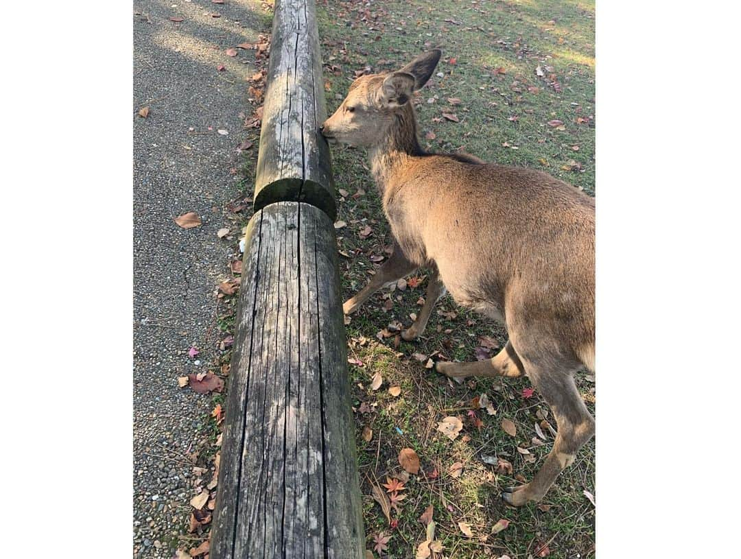 松本ルナさんのインスタグラム写真 - (松本ルナInstagram)「可愛い可愛い鹿たん🦌❤️﻿ ﻿ 木にぶつかっちゃう﻿ ちょっとドジな所も可愛い😂💕﻿ ﻿ 3枚目は紅葉と鹿さん🦌🍁﻿ ﻿ 最後は遠くから歩いて来てくれて﻿ 何だか神秘的🥺✨﻿ ﻿ カバンに隠してた鹿せんべいを﻿ お礼にプレゼントさせて頂きました♡﻿ ﻿ また近々会いに行こーっと🥰  #奈良 #奈良公園 #奈良観光  #奈良公園の鹿 #鹿 #🦌 #可愛い  #癒し #癒しの時間 #癒しの空間  #神秘的 #神秘的な場所  #わたしは奈良派 #私は奈良派  #nara #narajapan #narapark  #鹿と仲良くしてね #勝手に観光大使 #勝手に奈良観光大使 #ルナマップ  #目に優しいインスタ #奈良県」12月3日 22時22分 - ruruna0123