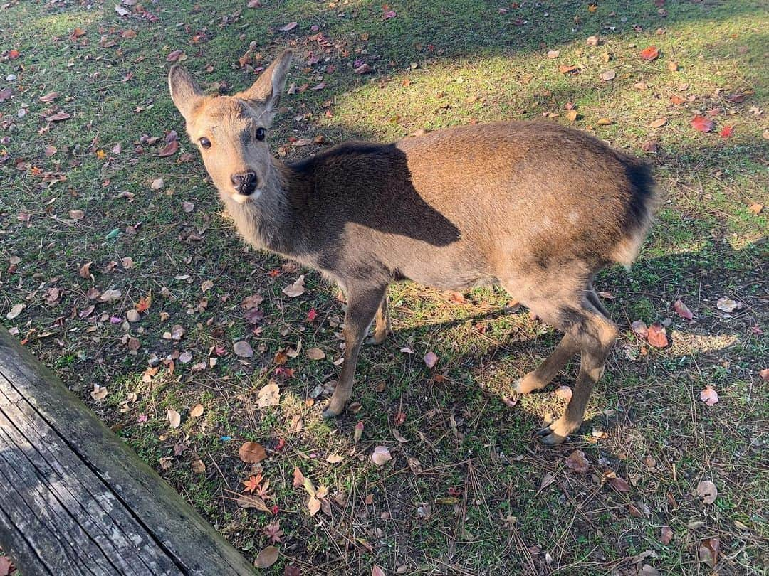 松本ルナのインスタグラム：「可愛い可愛い鹿たん🦌❤️﻿ ﻿ 木にぶつかっちゃう﻿ ちょっとドジな所も可愛い😂💕﻿ ﻿ 3枚目は紅葉と鹿さん🦌🍁﻿ ﻿ 最後は遠くから歩いて来てくれて﻿ 何だか神秘的🥺✨﻿ ﻿ カバンに隠してた鹿せんべいを﻿ お礼にプレゼントさせて頂きました♡﻿ ﻿ また近々会いに行こーっと🥰  #奈良 #奈良公園 #奈良観光  #奈良公園の鹿 #鹿 #🦌 #可愛い  #癒し #癒しの時間 #癒しの空間  #神秘的 #神秘的な場所  #わたしは奈良派 #私は奈良派  #nara #narajapan #narapark  #鹿と仲良くしてね #勝手に観光大使 #勝手に奈良観光大使 #ルナマップ  #目に優しいインスタ #奈良県」