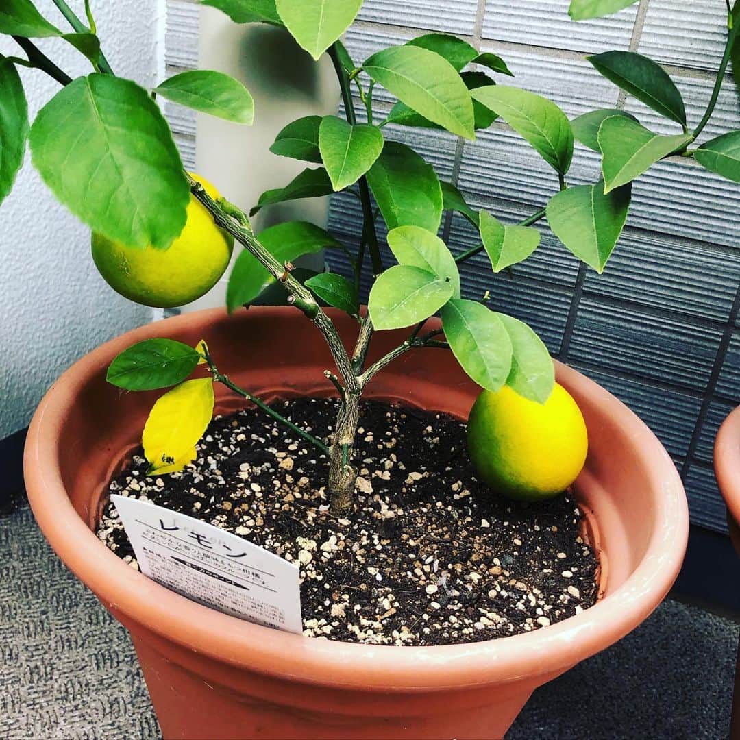 橋本紀代子のインスタグラム：「ベランダ檸檬が一気に黄色くなったので収穫🍋 蜂蜜レモンで皮まで食べる！」