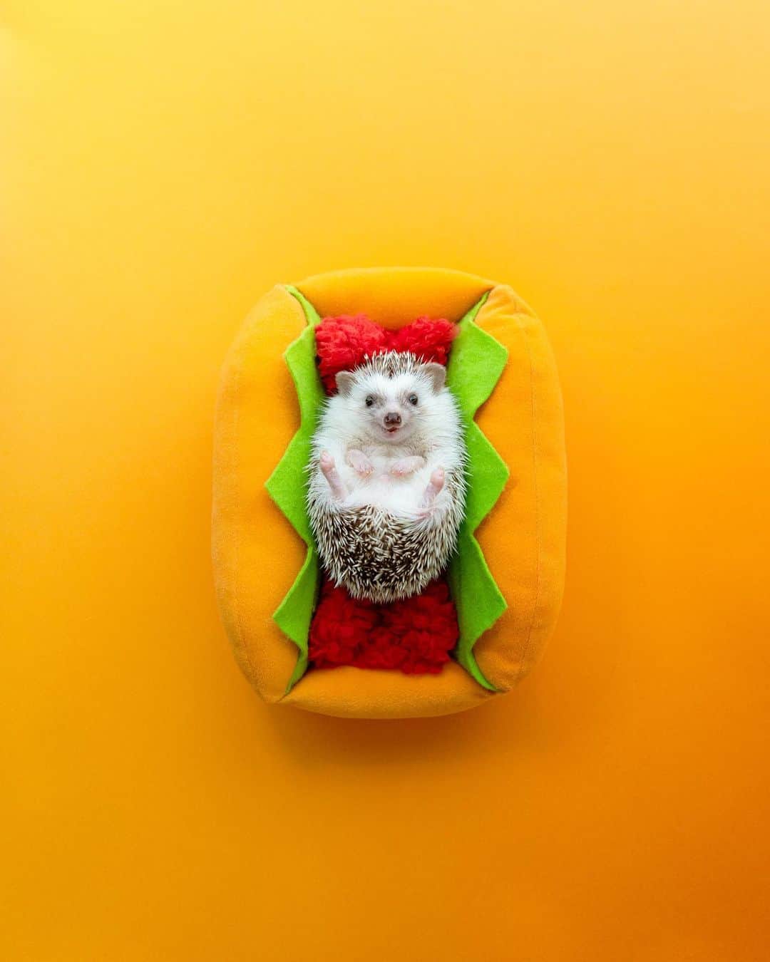 ダーシーのインスタグラム：「Hot Hog🌭💛💚❤️  ①Koala ②Chopin 12.28.2019  @lalune1022 さんのハリジェニック展限定ホットドッグ🦔🌭✨ 予定では今年は関西もやるはずだったけど💨 早くまた開催できるといいなー😊」