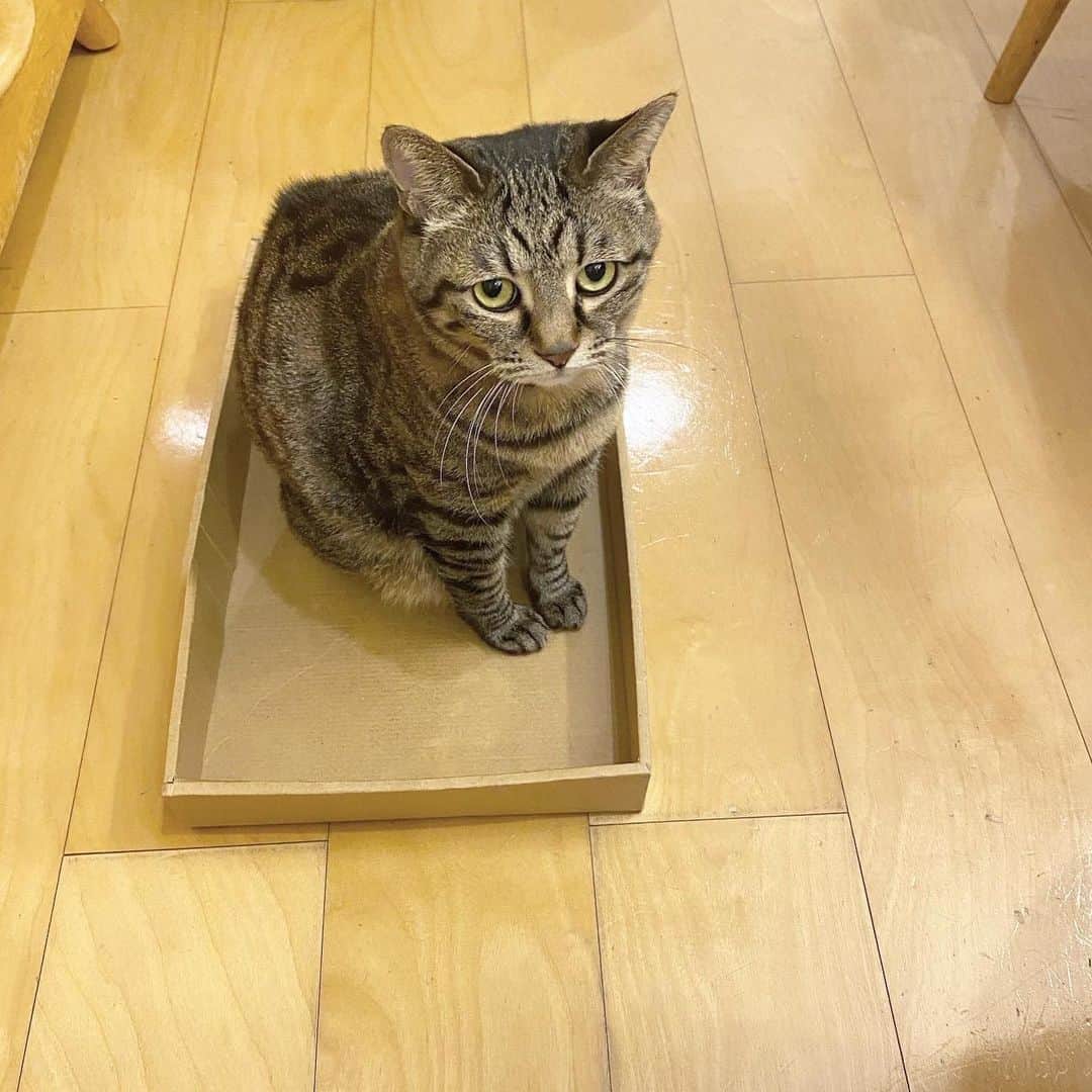 中野明海さんのインスタグラム写真 - (中野明海Instagram)「#箱猫メメ  定点観測　約30分間の  寝返り と イビキ💤💤  おひげもピクピク眉間に皺w 悪夢？かも？😁  たまに大きな寝言も 言ってますw  #保護猫」12月3日 22時38分 - akeminakano__official