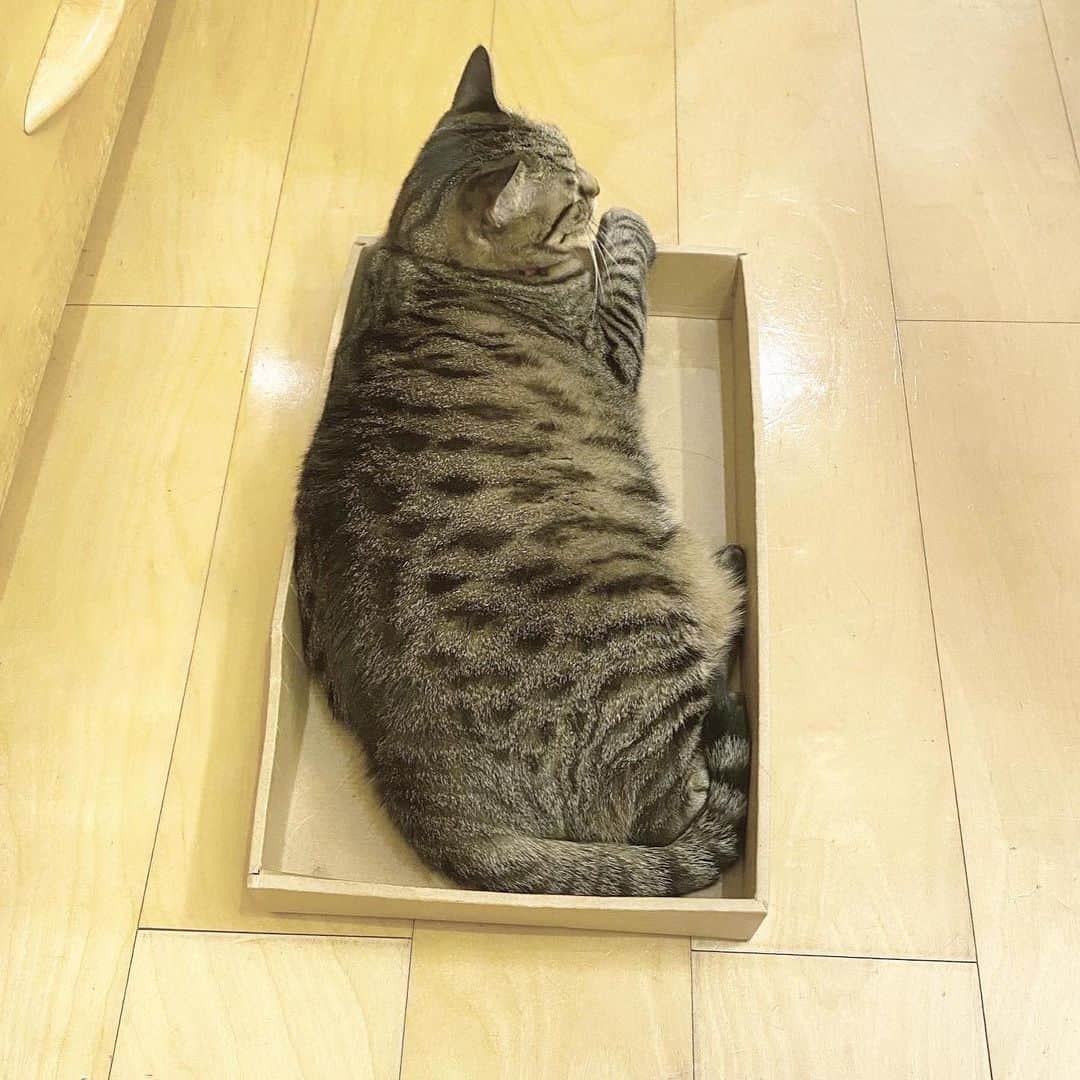 中野明海さんのインスタグラム写真 - (中野明海Instagram)「#箱猫メメ  定点観測　約30分間の  寝返り と イビキ💤💤  おひげもピクピク眉間に皺w 悪夢？かも？😁  たまに大きな寝言も 言ってますw  #保護猫」12月3日 22時38分 - akeminakano__official