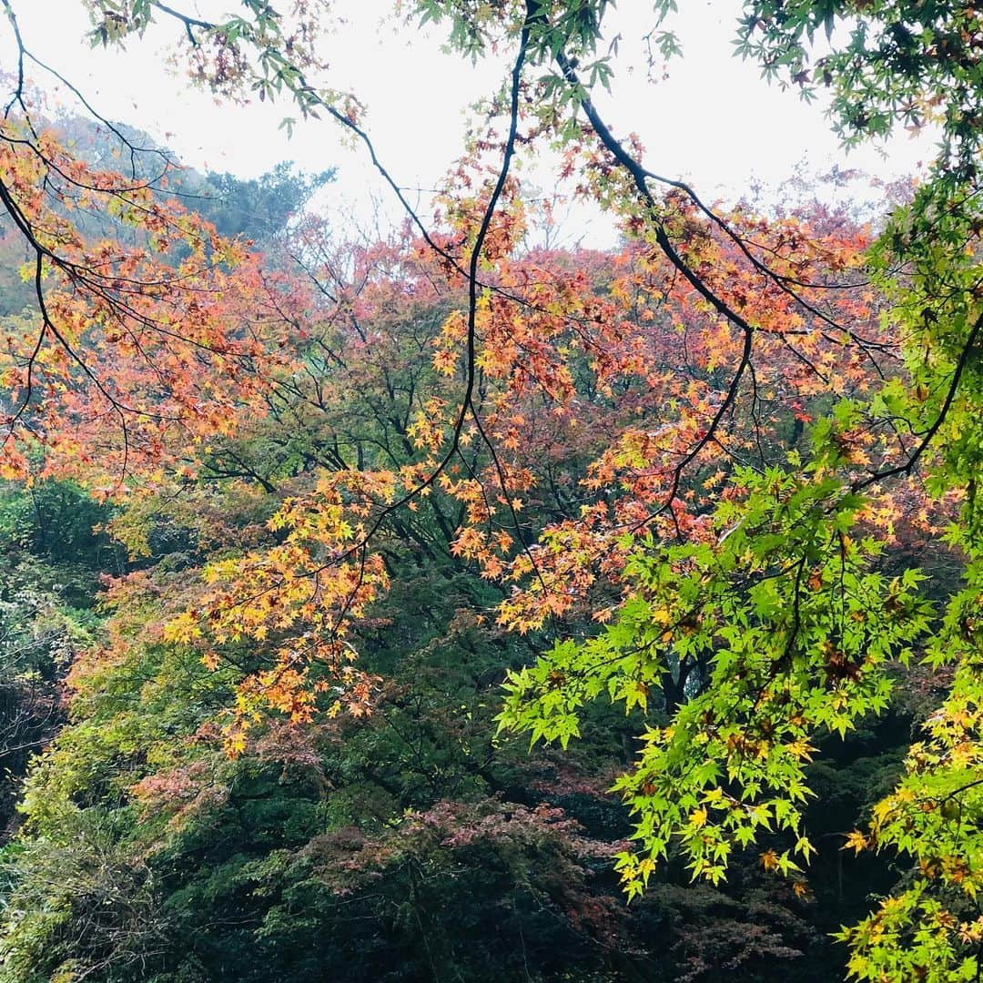 金田久美子さんのインスタグラム写真 - (金田久美子Instagram)「養老渓谷の滝めぐり。 紅葉🍁、川の流れる音、マイナスイオンたっぷりの空気に癒されました。 #養老渓谷 #養老渓谷粟又の滝  #紅葉 #マイナスイオンたっぷり  #きもちいいー」12月3日 22時39分 - kumiko_kaneda