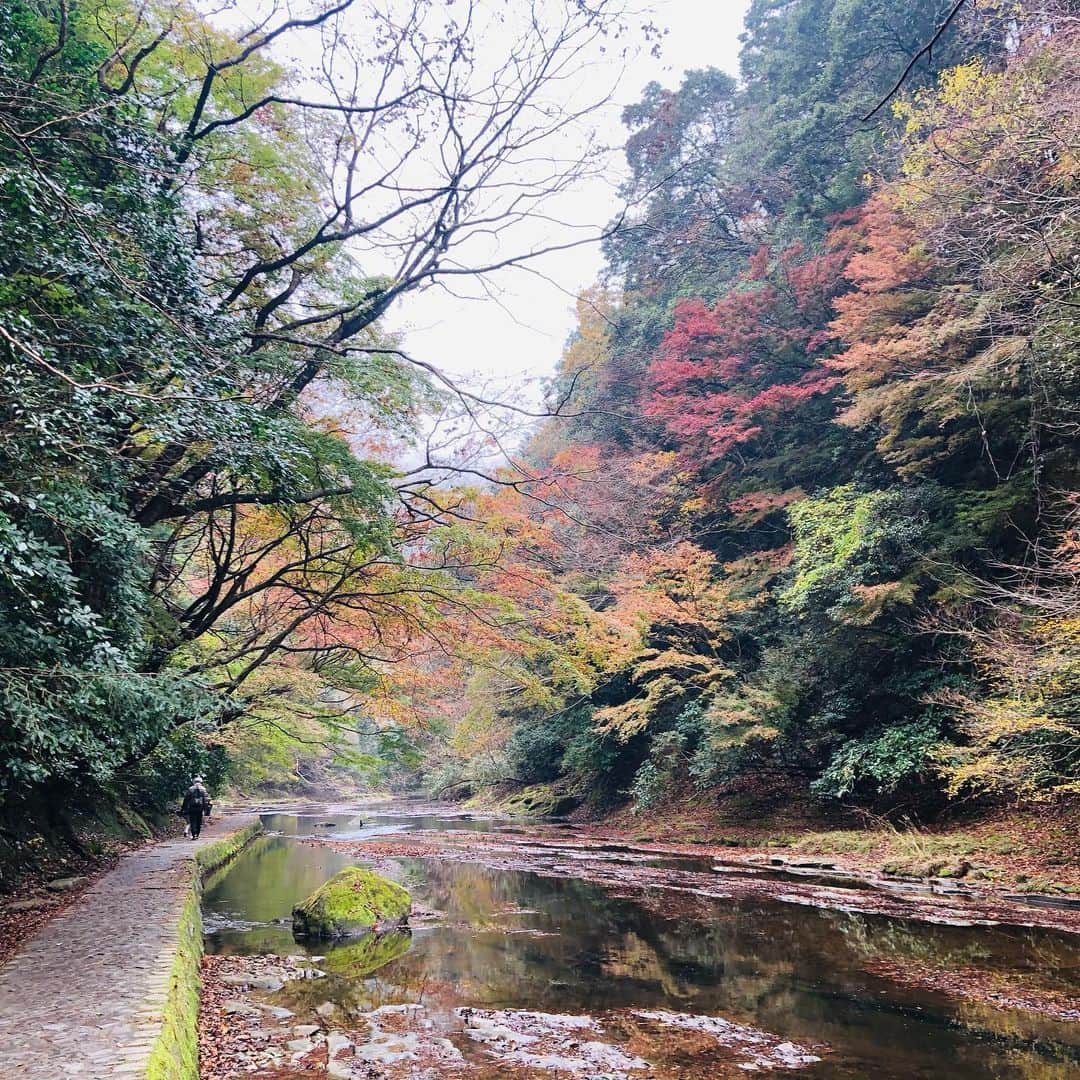 金田久美子さんのインスタグラム写真 - (金田久美子Instagram)「養老渓谷の滝めぐり。 紅葉🍁、川の流れる音、マイナスイオンたっぷりの空気に癒されました。 #養老渓谷 #養老渓谷粟又の滝  #紅葉 #マイナスイオンたっぷり  #きもちいいー」12月3日 22時39分 - kumiko_kaneda