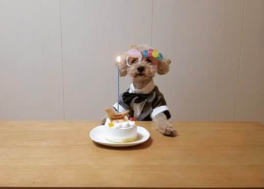 チャチャ丸のインスタグラム：「\HAPPY BIRTHDAY/ チャチャ丸5歳の誕生日🎂 いつも家族に沢山の笑顔を与えてくれてありがとう😭 #ずっと一緒だよ #大人になったね #hbd#happybirthday #toypoodle#poodle #トイプードル#dog #プードル#おめでとう #イコール」