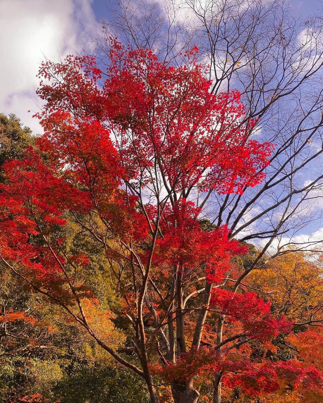 Erenaさんのインスタグラム写真 - (ErenaInstagram)「🍁🍂Autumn leaves🍂🍁 I saw a beautiful view. トンネルを抜けたらキレイな紅葉が見れたよ😚 行きたいなぁ〜って思ってたらまさかの見に行けた🤗 🙌🙌🙌ヮーィ♪ ⇒⇒⇒つづく . #autumnleaves#japan#fourseasons#determination#strong#power#future#happy#bright#light#紅葉#四季#日本」12月3日 23時00分 - o1.erena.1o_