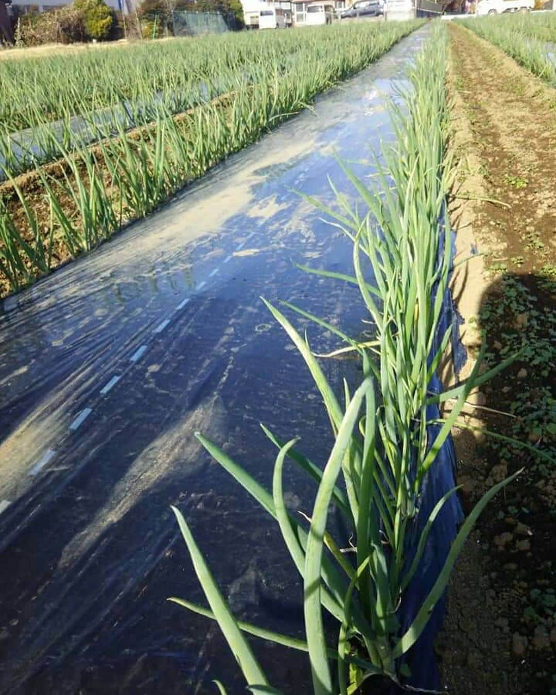 Shogoさんのインスタグラム写真 - (ShogoInstagram)「今回出店してくださる農家さん紹介します👨🏻‍🌾③  神田大浦農場  神田大嗣・大浦正国の二人で立ち上げた農場。少量多品目か ら始まり、サトイモ、さつまいも、そして紆余曲折を経て、 現在はネギとサクランボを栽培している。 スローガンは「オーガニック・無農薬はもう終わり。これか らは高栄養価のサプリメント野菜だ!」 高品質な野菜を、手ごろな価格で提供する。 当日はホワイトスター(葱)を出品予定。  ーーーーー  神田さんとの出会いは、今年のオーガニックライフスタイルEXPO。 オーガニックの石鹸や衣類、可愛いお菓子などが並ぶ中、一際異彩を放つブースが。一人はオーバーサイズの上下にVANSを履いたスケーターの格好、そしてもう一人は、白Tに前掛けをして頭には白いタオル。お、男臭い。。　す、す、す、好きですそのスタイル。。　かなり時間がなかったので急ぎ足で一度は通り過ぎましたが、もう話したい衝動が抑えきれず、ダッシュでお二人のブースに戻りました。衝動は的中し、本当に面白くて魅力的な方々でした。今まで50品目ほど栽培してきて、現在はネギとサクランボだけという鋭角さ。そして、土壌分析を自らやってしまうストイックさ。重機直したり、土に良い菌の研究をしたりもう底が知れませんでした。笑　たくさん色んな工程を経て育てた野菜でも、手に取ってもらえるように手ごろな価格で。 時期的にサクランボはないのですが、元気で美しいネギとともに、神田さんワールドを是非堪能してください。  @kanda_ooura_farm    〝Cape HEIGHTS presents 冬の野菜市〟 ◯日時　 12/5(土）6(日） 10〜16時 ◯場所 表参道COMMUNE 東京都港区南青山3-13」12月3日 23時03分 - shogo_velbed