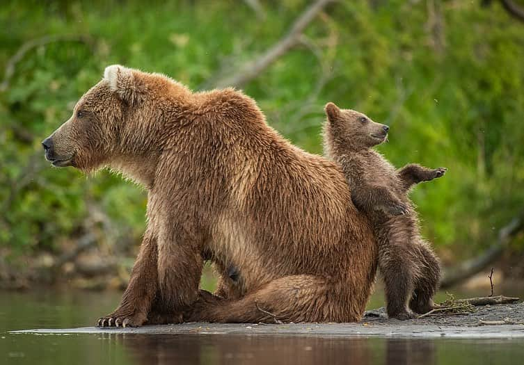 thephotosocietyさんのインスタグラム写真 - (thephotosocietyInstagram)「Photographs by @andyparkinsonphoto/@thephotosociety   Bear cubs being ridiculous – Something a little light-hearted for these extraordinary times these bear cubs are up to all kinds of mischief. If you had to pick a favourite which one would you pick? Of course luck plays a massive part in the capture of such images, but then so does being privileged enough to be in the right place at the right time. Though I’ve been fortunate to photograph bears in a number of different countries nothing to date has come close to Russia’s remote Kamchatka Peninsula, the land of fire and ice.」12月3日 23時10分 - thephotosociety