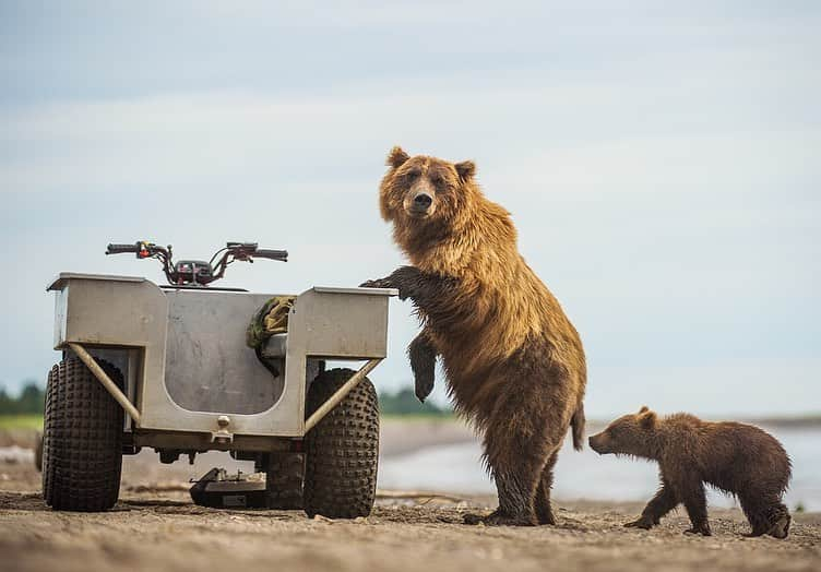 thephotosocietyさんのインスタグラム写真 - (thephotosocietyInstagram)「Photographs by @andyparkinsonphoto/@thephotosociety   Bear cubs being ridiculous – Something a little light-hearted for these extraordinary times these bear cubs are up to all kinds of mischief. If you had to pick a favourite which one would you pick? Of course luck plays a massive part in the capture of such images, but then so does being privileged enough to be in the right place at the right time. Though I’ve been fortunate to photograph bears in a number of different countries nothing to date has come close to Russia’s remote Kamchatka Peninsula, the land of fire and ice.」12月3日 23時10分 - thephotosociety