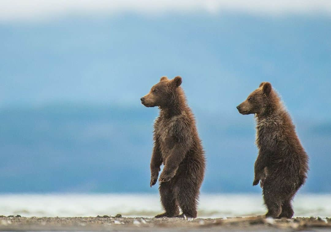 thephotosocietyさんのインスタグラム写真 - (thephotosocietyInstagram)「Photographs by @andyparkinsonphoto/@thephotosociety   Bear cubs being ridiculous – Something a little light-hearted for these extraordinary times these bear cubs are up to all kinds of mischief. If you had to pick a favourite which one would you pick? Of course luck plays a massive part in the capture of such images, but then so does being privileged enough to be in the right place at the right time. Though I’ve been fortunate to photograph bears in a number of different countries nothing to date has come close to Russia’s remote Kamchatka Peninsula, the land of fire and ice.」12月3日 23時10分 - thephotosociety