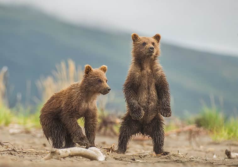 thephotosocietyさんのインスタグラム写真 - (thephotosocietyInstagram)「Photographs by @andyparkinsonphoto/@thephotosociety   Bear cubs being ridiculous – Something a little light-hearted for these extraordinary times these bear cubs are up to all kinds of mischief. If you had to pick a favourite which one would you pick? Of course luck plays a massive part in the capture of such images, but then so does being privileged enough to be in the right place at the right time. Though I’ve been fortunate to photograph bears in a number of different countries nothing to date has come close to Russia’s remote Kamchatka Peninsula, the land of fire and ice.」12月3日 23時10分 - thephotosociety