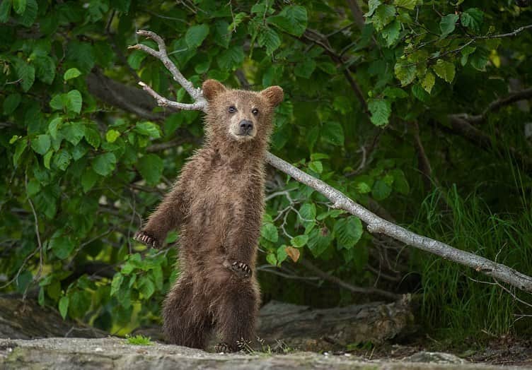 thephotosocietyさんのインスタグラム写真 - (thephotosocietyInstagram)「Photographs by @andyparkinsonphoto/@thephotosociety   Bear cubs being ridiculous – Something a little light-hearted for these extraordinary times these bear cubs are up to all kinds of mischief. If you had to pick a favourite which one would you pick? Of course luck plays a massive part in the capture of such images, but then so does being privileged enough to be in the right place at the right time. Though I’ve been fortunate to photograph bears in a number of different countries nothing to date has come close to Russia’s remote Kamchatka Peninsula, the land of fire and ice.」12月3日 23時10分 - thephotosociety