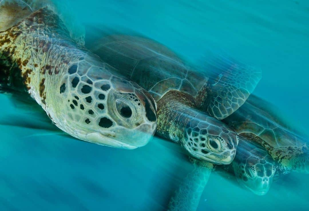 Thomas Peschakのインスタグラム：「I love to create motion blur in my photographs, especially underwater where most animals travel in three dimensions. I use longer shutter speeds (1/30th to 5 seconds) and a flash to reveal some of the animal’s movements. The very best time is the hour after sunset, when the natural light slowly wanes and the light from my strobes become more and more dominant. Shot on assignment for @natgeo in partnership with @fonassociation #turtles #seaturtles #motionblur #motionblurphotography」