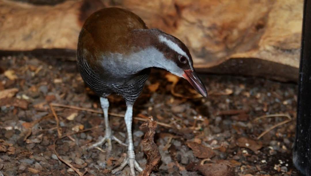 スミソニアン国立動物園さんのインスタグラム写真 - (スミソニアン国立動物園Instagram)「❤️🐥 We care for many rare and endangered species at the Smithsonian Conservation Biology Institute, including a little brown bird named Tasi. He is a 4-year-old Guam rail and a marvel, considering that just a few decades ago his species nearly disappeared. ✏️STORY: https://s.si.edu/39F30gK. (Link in bio.)」12月3日 23時51分 - smithsonianzoo