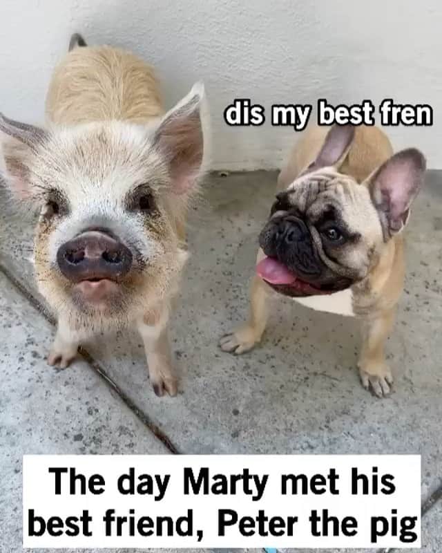 のインスタグラム：「“Best frens ♥️” — @gusgusinthecity   #dogsofinstagram」