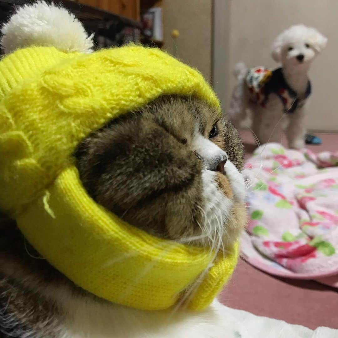 Izumi Kanno??のインスタグラム：「☮️ 🐩: あらし〜黄色い帽子めっちゃ似合う〜〜💛💛💛 * It’s cold tonight 🥶 3℃ ☂️ ＊ ＊ ＊」