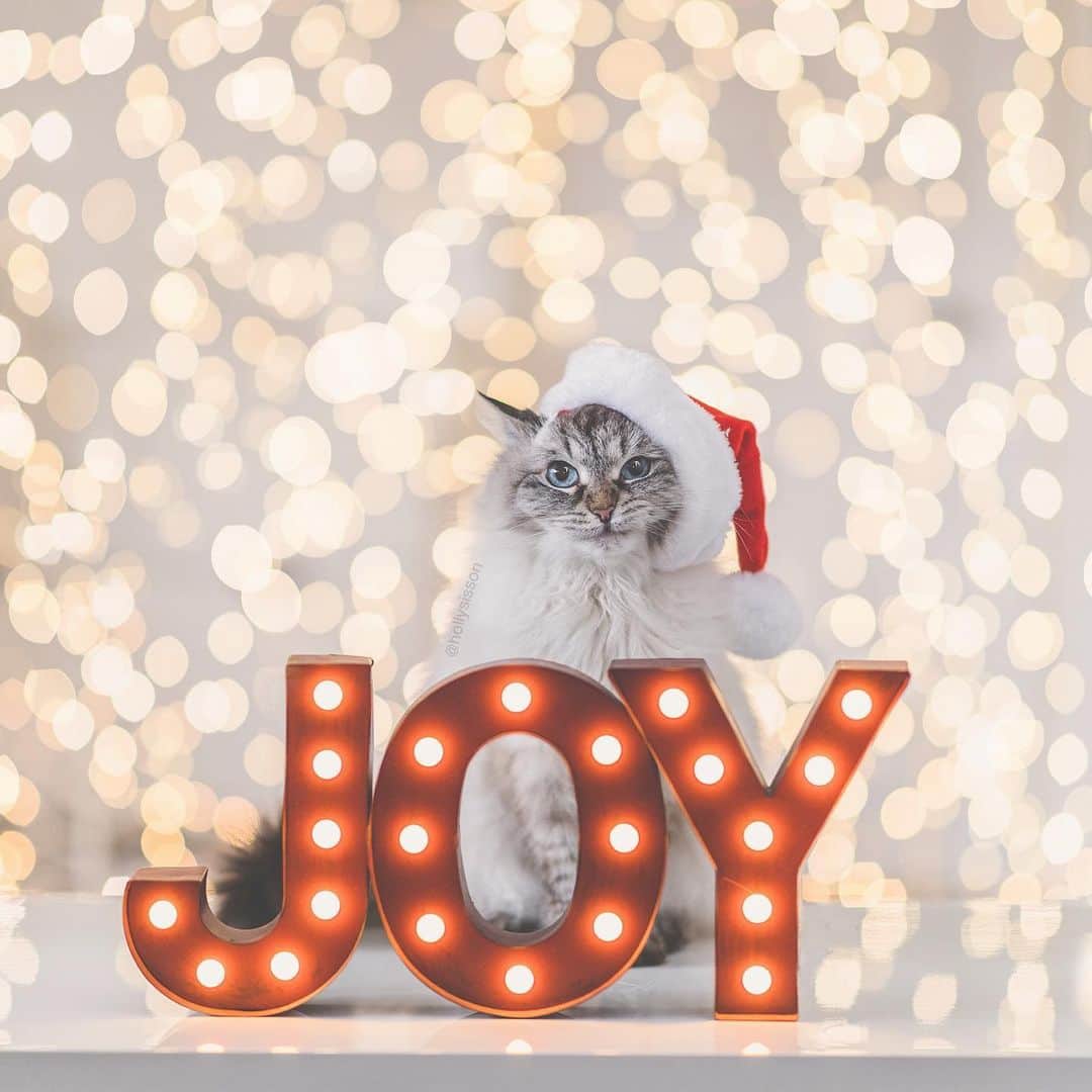 Holly Sissonのインスタグラム：「I never knew that last Christmas would be Alice’s last, she’s so healthy here. There are shots I’ve taken of her that I’ve never had a chance to post. I still miss her everyday. 💔 ~ #toronto #cat #SiberianCat ⁠#bokeh #santapaws #petsmartpawtraits @petsmartcanada  (See more of Finnegan, and Oliver, on @pitterpatterfurryfeet)  ~  Canon 1DXMkII + 85 f1.4L IS @ f1.4」