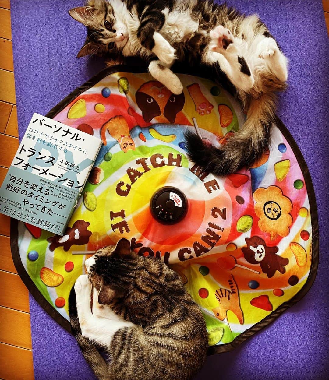本田直之のインスタグラム：「パーソにゃるトランスフォーメーション 🐱🐱 本日発売です！！  #px #パーソナルトランスフォーメーション #ビジネス書 #本田直之 #読書 #ノアとマヒナ」