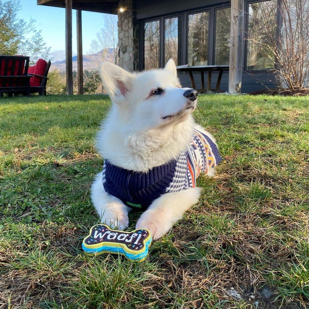 Winston the White Corgiさんのインスタグラム写真 - (Winston the White CorgiInstagram)「It’s like... a little TOO quiet, you know what I mean? #citypup」12月4日 10時25分 - winstonthewhitecorgi