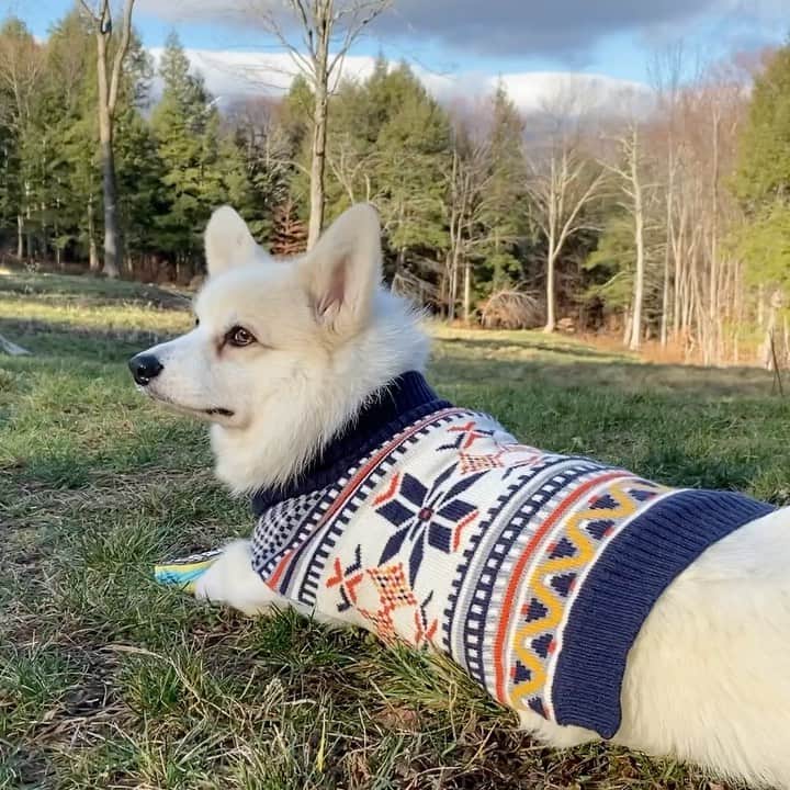 Winston the White Corgiのインスタグラム：「It’s like... a little TOO quiet, you know what I mean? #citypup」