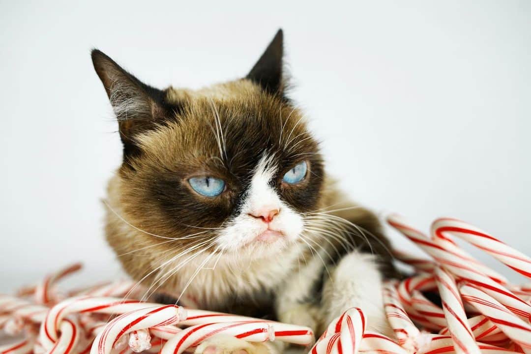 Grumpy Catさんのインスタグラム写真 - (Grumpy CatInstagram)12月4日 10時45分 - realgrumpycat