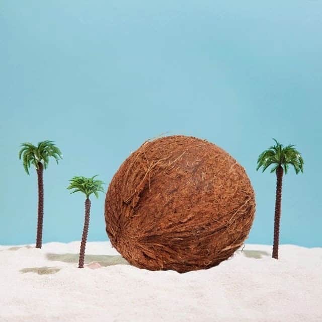 Vita Coco Coconut Waterのインスタグラム：「Imagine if coconuts were as big as palm trees. We would only need like one coconut to make a million coconut waters. That being said, cracking one of these open would probably create a coconut water Tsunami....scary. But hydrating?」