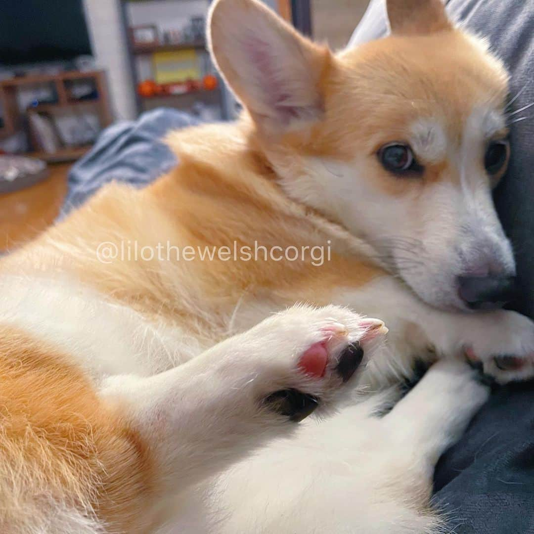 Liloさんのインスタグラム写真 - (LiloInstagram)「Don’t mind me just watching」12月4日 10時51分 - lilothewelshcorgi