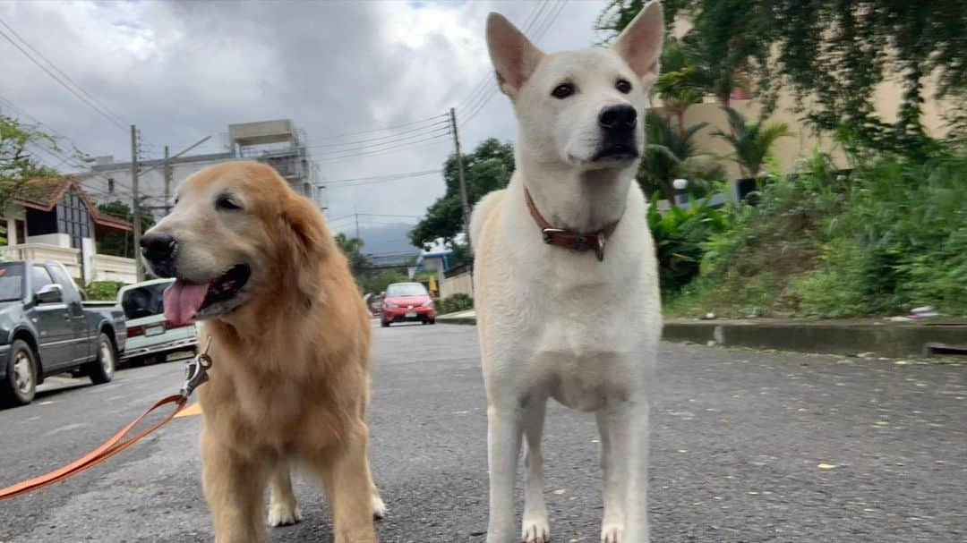 tamatamagoさんのインスタグラム写真 - (tamatamagoInstagram)「Mamiao and Bo❣️ 　 #今朝のマーボー   朝んぽ。 珍しいボーちゃんのワン‼️をお届けします。 ソイ(路地)の番犬なので、怪しい人を見かけたら、ワン‼️ 今日は泉谷しげるみたいな親父が自転車で向かって来てました😆  #関係ないけど #昨日夜ゴミ捨てに行った時 #すれ違ったバイクのお兄さんが #めっちゃおしゃれな感じで #通り過ぎた後ろ姿を見たら #『滅』って書いてあった😆😆👍🏻 　 2020/12/04  　 #ゴールデンレトリバー　#大型犬　#ゴールデンレトリバーのいる生活 #ゴールデンレトリバー大好き #ごーるでんれとりばー #タイ生活　#pecoいぬ部 #保護犬　#goldenretriever #goldenretrievers #goldenretrieversofinstagram #goldenretrieverlovers #ilovegolden_retrievers #welovegoldens」12月4日 11時15分 - tamatamago