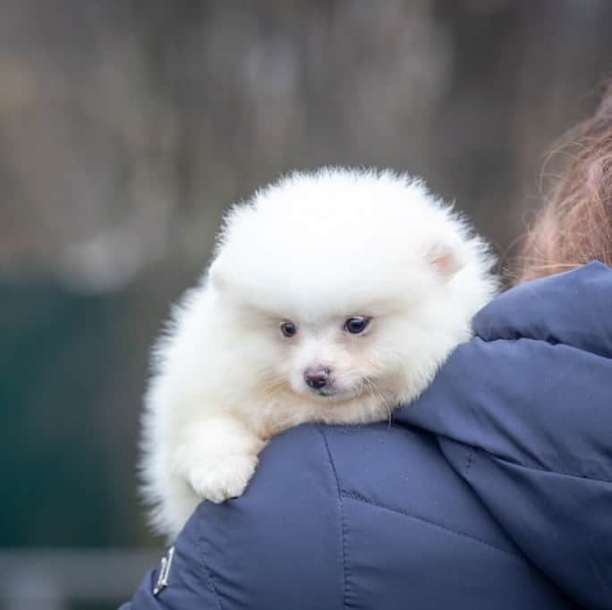 Puppy For Sale.のインスタグラム