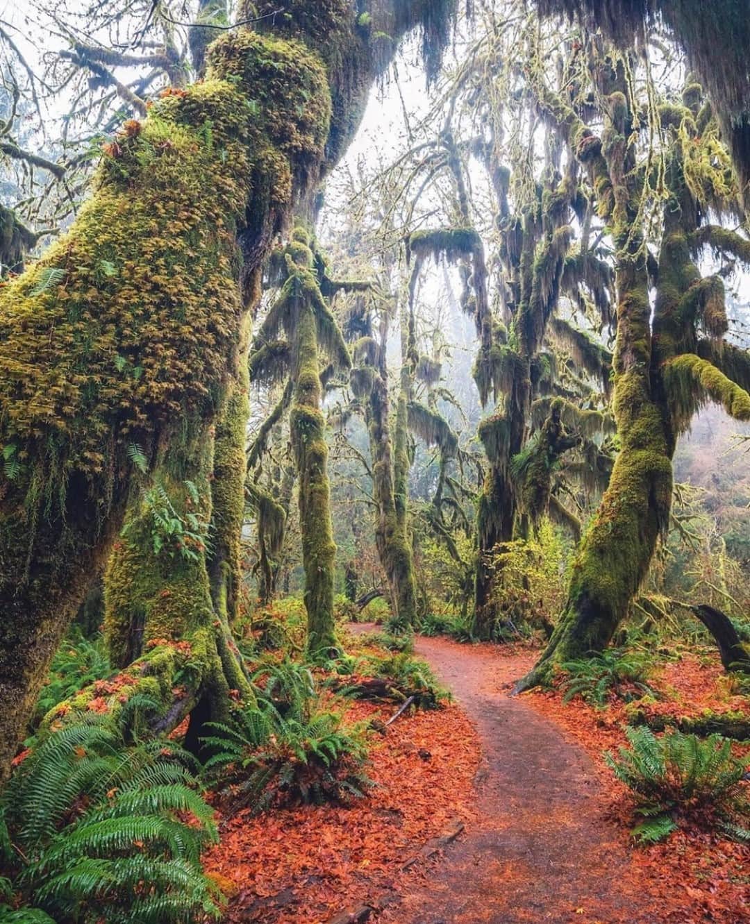 Earth Picsさんのインスタグラム写真 - (Earth PicsInstagram)「The beautiful colors of fall at Hoh Rainforest in Washington 😍😍 Who would you like to explore here with? 📷 @michaelmatti」12月4日 3時00分 - earthpix