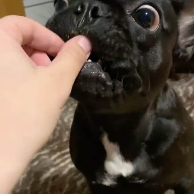 Regeneratti&Oliveira Kennelのインスタグラム：「Getting old is ruff. Help your dog age with grace and ease by giving them Hip & Joint supplements. Great as a preventative for young pups, or as an aid for older dogs to help treat & support existing issues. Your dog won’t mind taking them either – they think they’re treats! . ⭐ SAVE 20% off @naturaldogcompany with code JMARCOZ at NaturalDog.com  worldwide shipping  ad 📷: @siathefrenchbulldogdk + @pasjagajba . . . . . . . #frenchiepetsupply #frenchiesofinsta #pugsofinsta #frenchbulldog #frenchiesofinstagram #pug #frenchies #reversibleharness #frenchiehoodie #thedodo #frenchieharness #dogclothes #dogharness #frenchiegram #dogsbeingbasic #frenchieoftheday #instafrenchie #bulldogs #dogstagram #frenchievideo #cutepetclub #bestwoof #frenchies1 #ruffpost #bostonterrier #bostonsofig #animalonearth #dog」