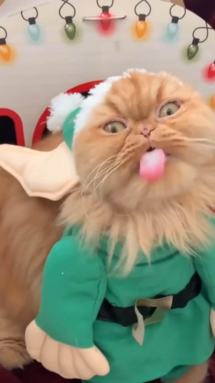 The Cats Of Instagramのインスタグラム：「#Repost • #COIVideoChallenge • @pawsofwinterfell It’s beginning to look a lot like Elfmas. #soundon🔊」
