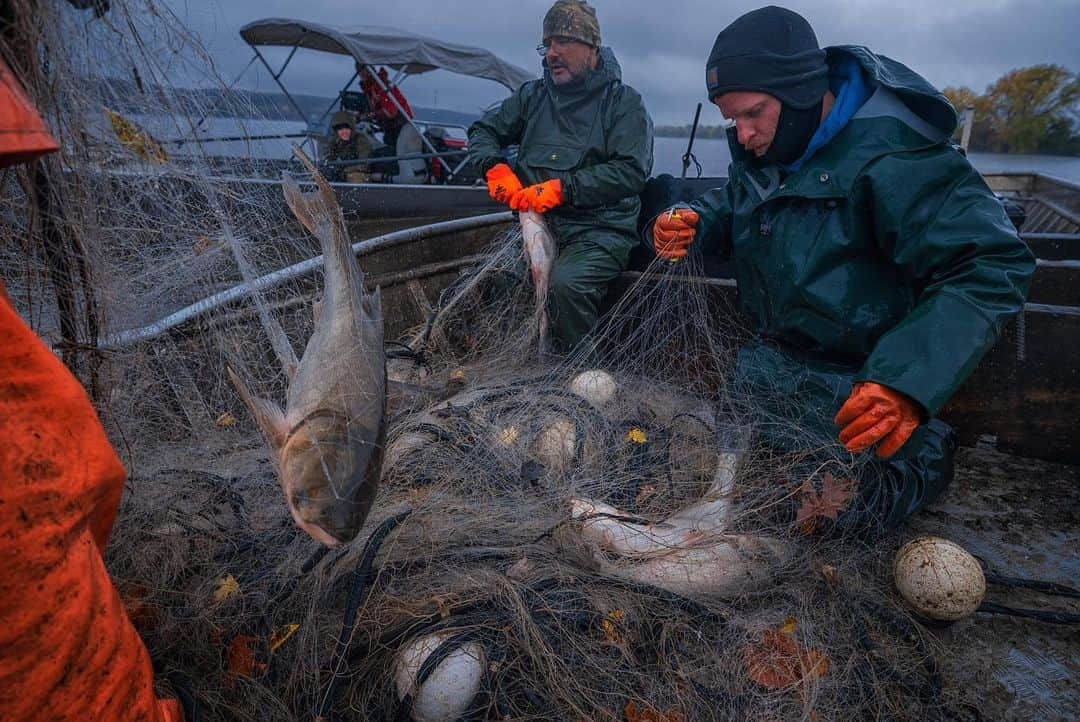 ナショナルジオグラフィックさんのインスタグラム写真 - (ナショナルジオグラフィックInstagram)「Photos by Keith Ladzinski @ladzinski / Invasive Asian carp breach; they're being collected along the Illinois River, about nine miles south of Lake Michigan. Invasive species in the United States cost the country an estimate 137 billion dollars a year in both management and damage. Asian carp management alone costs an estimated $7 billion, according the Department of Fish and Wildlife. From electric barriers to nearly year-round fishing efforts by the DFW and contracted "carp cowboys," serious work is being being done to keep these fish out of Lake Michigan. Asian carp are incredibly damaging to native fish populations in lakes and rivers because they outcompete other fish for both food and space. If they enter Lake Michigan it could overrun the fish stocks. They were intentionally introduced to help with algae blooms and a variety of aquatic vegetation considered problematic in agriculture. The people that introduced them had no idea what a problem it would eventually become. The fish seen here are taken to pet food facilities for processing. Photographed on assignment for the Great Lakes December issue cover story for @natgeo.  Check out Nat Geo's link in bio for more on this story.」12月4日 4時38分 - natgeo