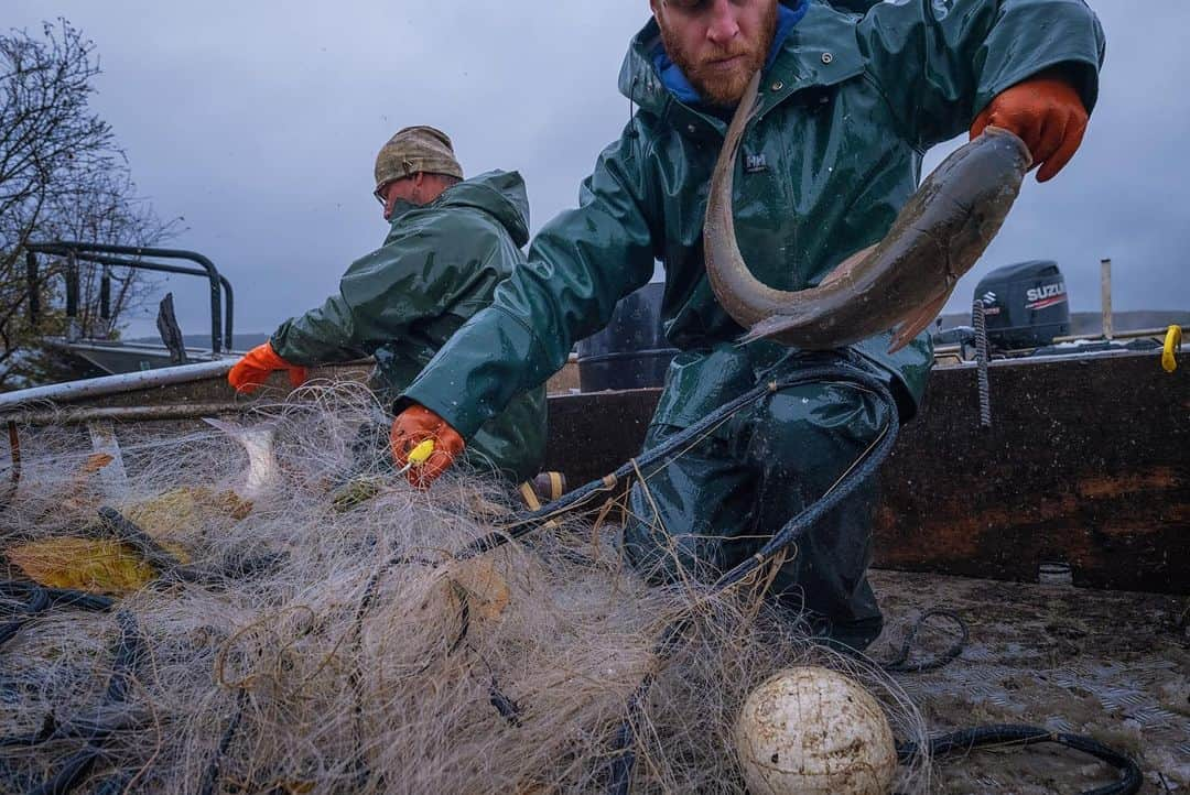 ナショナルジオグラフィックさんのインスタグラム写真 - (ナショナルジオグラフィックInstagram)「Photos by Keith Ladzinski @ladzinski / Invasive Asian carp breach; they're being collected along the Illinois River, about nine miles south of Lake Michigan. Invasive species in the United States cost the country an estimate 137 billion dollars a year in both management and damage. Asian carp management alone costs an estimated $7 billion, according the Department of Fish and Wildlife. From electric barriers to nearly year-round fishing efforts by the DFW and contracted "carp cowboys," serious work is being being done to keep these fish out of Lake Michigan. Asian carp are incredibly damaging to native fish populations in lakes and rivers because they outcompete other fish for both food and space. If they enter Lake Michigan it could overrun the fish stocks. They were intentionally introduced to help with algae blooms and a variety of aquatic vegetation considered problematic in agriculture. The people that introduced them had no idea what a problem it would eventually become. The fish seen here are taken to pet food facilities for processing. Photographed on assignment for the Great Lakes December issue cover story for @natgeo.  Check out Nat Geo's link in bio for more on this story.」12月4日 4時38分 - natgeo