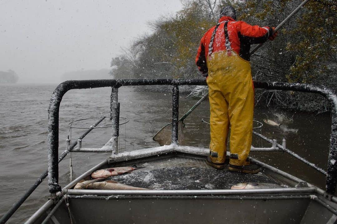 ナショナルジオグラフィックさんのインスタグラム写真 - (ナショナルジオグラフィックInstagram)「Photos by Keith Ladzinski @ladzinski / Invasive Asian carp breach; they're being collected along the Illinois River, about nine miles south of Lake Michigan. Invasive species in the United States cost the country an estimate 137 billion dollars a year in both management and damage. Asian carp management alone costs an estimated $7 billion, according the Department of Fish and Wildlife. From electric barriers to nearly year-round fishing efforts by the DFW and contracted "carp cowboys," serious work is being being done to keep these fish out of Lake Michigan. Asian carp are incredibly damaging to native fish populations in lakes and rivers because they outcompete other fish for both food and space. If they enter Lake Michigan it could overrun the fish stocks. They were intentionally introduced to help with algae blooms and a variety of aquatic vegetation considered problematic in agriculture. The people that introduced them had no idea what a problem it would eventually become. The fish seen here are taken to pet food facilities for processing. Photographed on assignment for the Great Lakes December issue cover story for @natgeo.  Check out Nat Geo's link in bio for more on this story.」12月4日 4時38分 - natgeo