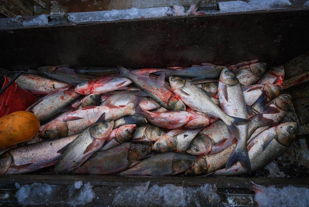 ナショナルジオグラフィックさんのインスタグラム写真 - (ナショナルジオグラフィックInstagram)「Photos by Keith Ladzinski @ladzinski / Invasive Asian carp breach; they're being collected along the Illinois River, about nine miles south of Lake Michigan. Invasive species in the United States cost the country an estimate 137 billion dollars a year in both management and damage. Asian carp management alone costs an estimated $7 billion, according the Department of Fish and Wildlife. From electric barriers to nearly year-round fishing efforts by the DFW and contracted "carp cowboys," serious work is being being done to keep these fish out of Lake Michigan. Asian carp are incredibly damaging to native fish populations in lakes and rivers because they outcompete other fish for both food and space. If they enter Lake Michigan it could overrun the fish stocks. They were intentionally introduced to help with algae blooms and a variety of aquatic vegetation considered problematic in agriculture. The people that introduced them had no idea what a problem it would eventually become. The fish seen here are taken to pet food facilities for processing. Photographed on assignment for the Great Lakes December issue cover story for @natgeo.  Check out Nat Geo's link in bio for more on this story.」12月4日 4時38分 - natgeo