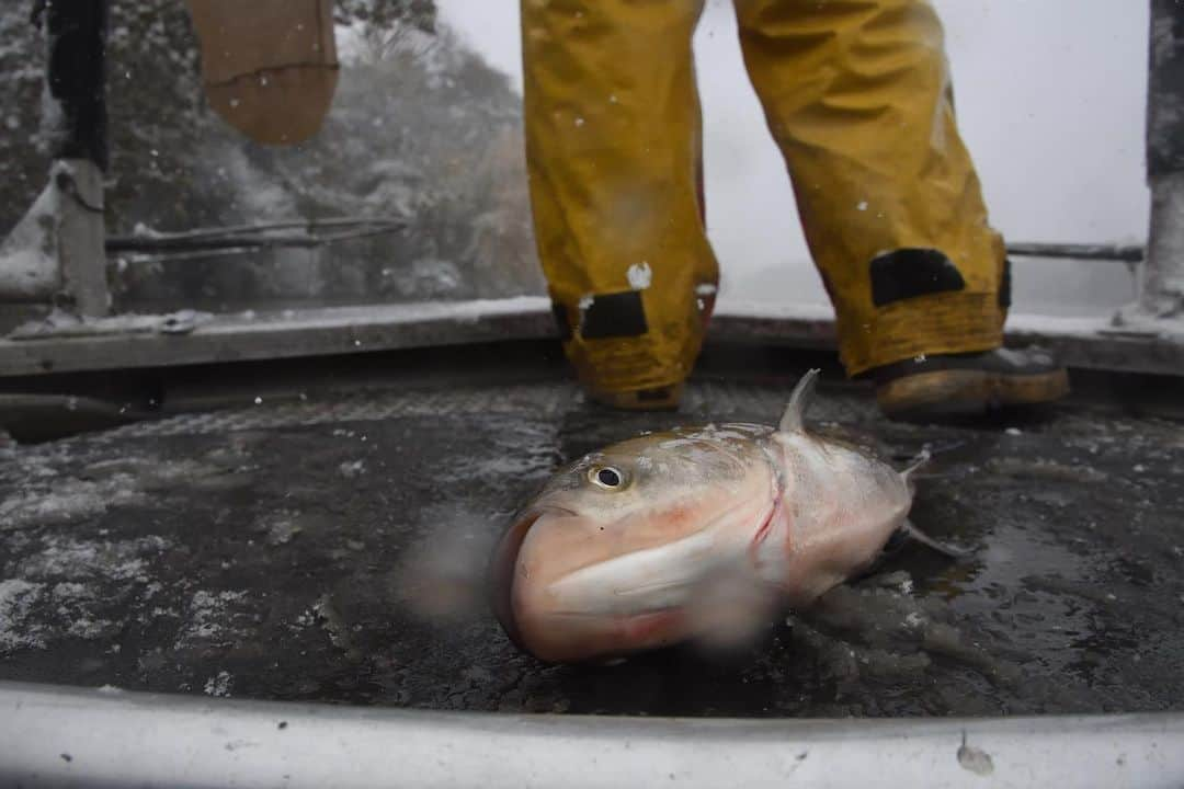 ナショナルジオグラフィックさんのインスタグラム写真 - (ナショナルジオグラフィックInstagram)「Photos by Keith Ladzinski @ladzinski / Invasive Asian carp breach; they're being collected along the Illinois River, about nine miles south of Lake Michigan. Invasive species in the United States cost the country an estimate 137 billion dollars a year in both management and damage. Asian carp management alone costs an estimated $7 billion, according the Department of Fish and Wildlife. From electric barriers to nearly year-round fishing efforts by the DFW and contracted "carp cowboys," serious work is being being done to keep these fish out of Lake Michigan. Asian carp are incredibly damaging to native fish populations in lakes and rivers because they outcompete other fish for both food and space. If they enter Lake Michigan it could overrun the fish stocks. They were intentionally introduced to help with algae blooms and a variety of aquatic vegetation considered problematic in agriculture. The people that introduced them had no idea what a problem it would eventually become. The fish seen here are taken to pet food facilities for processing. Photographed on assignment for the Great Lakes December issue cover story for @natgeo.  Check out Nat Geo's link in bio for more on this story.」12月4日 4時38分 - natgeo