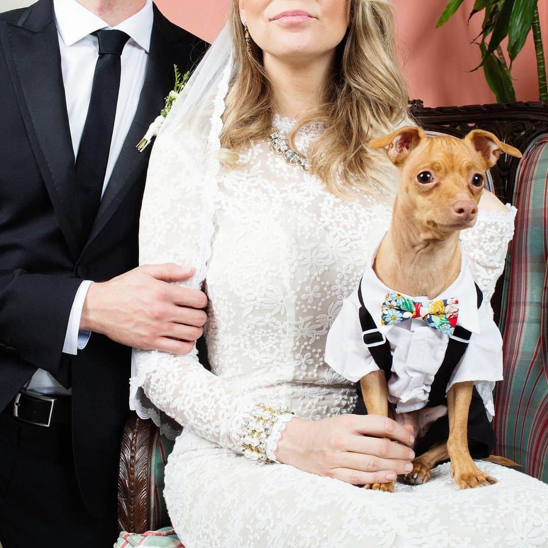 Tuna {breed:chiweenie} さんのインスタグラム写真 - (Tuna {breed:chiweenie} Instagram)「Is it weird to have your dog be the ring bearer in your wedding, because four years ago today, that’s what Tuna was for us. That’s not weird, right? Photos by @agallant」12月4日 5時23分 - tunameltsmyheart