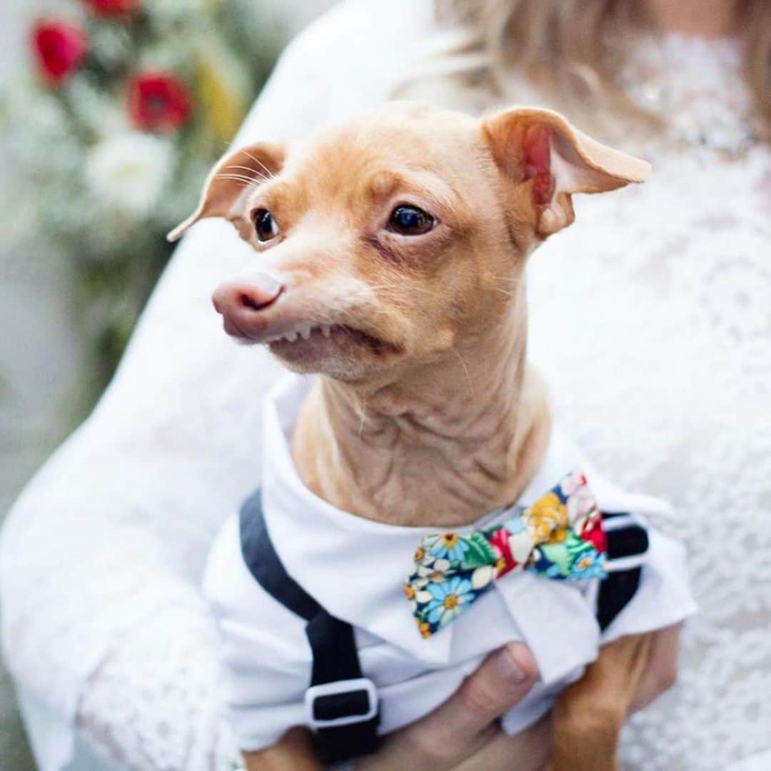 Tuna {breed:chiweenie} さんのインスタグラム写真 - (Tuna {breed:chiweenie} Instagram)「Is it weird to have your dog be the ring bearer in your wedding, because four years ago today, that’s what Tuna was for us. That’s not weird, right? Photos by @agallant」12月4日 5時23分 - tunameltsmyheart
