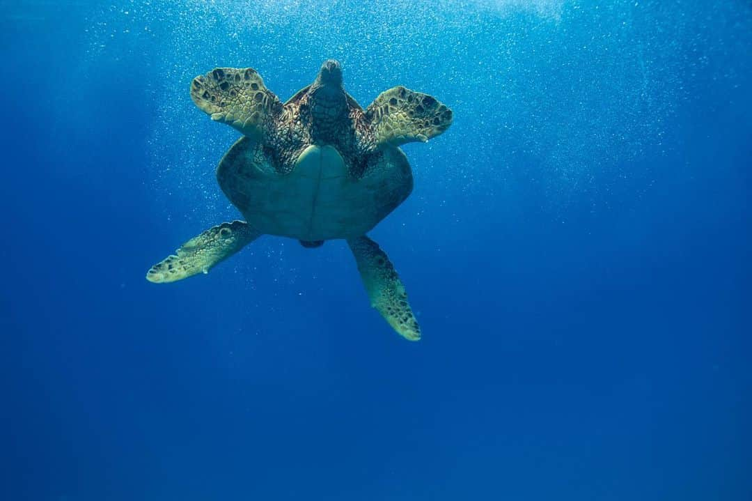 And Youのインスタグラム：「"Your time is limited, so don't waste it living someone else's life. Don't be trapped by dogma – which is living with the results of other people's thinking." -Steve Jobs . . . . . .  #sealife #staysalty #underwaterphotography #water_of_our_world #padi #madeofocean #adventureculture #saveouroceans #offshore #bg_underwater #freedive  #hawaiian #hawaiiunchained #hawaiilife #canonphotos #canoneos」