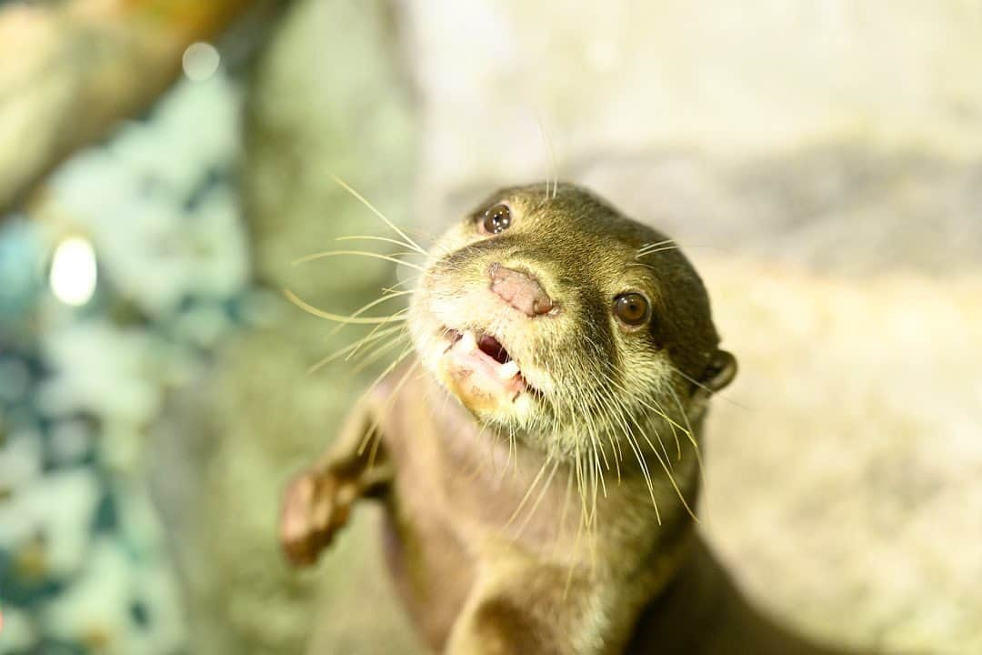 アクアパーク品川さんのインスタグラム写真 - (アクアパーク品川Instagram)「元気いっぱいなコツメカワウソをお届け！⁣ ⁣ キラキラした目をして、⁣ 「おなかすいたーっ！」のお顔です👀✨⁣ ⁣ ⁣ #コツメカワウソ #カワウソ #otter #たいよう⁣ #可愛い #あざと可愛い #おねだり #おねだり上手⁣ ⁣ #マクセルアクアパーク品川⁣ #MaxellAquaParkShinagawa⁣ #アクアパーク #aquapark⁣ #アクアパーク品川⁣ #aquaparkshinagawa⁣ #水族館 #aquarium」12月4日 11時33分 - aquapark_official