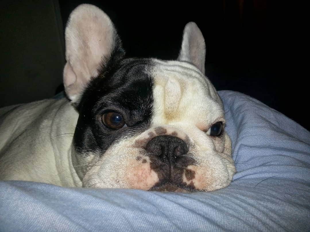 Manny The Frenchieのインスタグラム：「Back when I was 2 years old and already loving the back of mom's knees. 💓 #throwbackThursday」