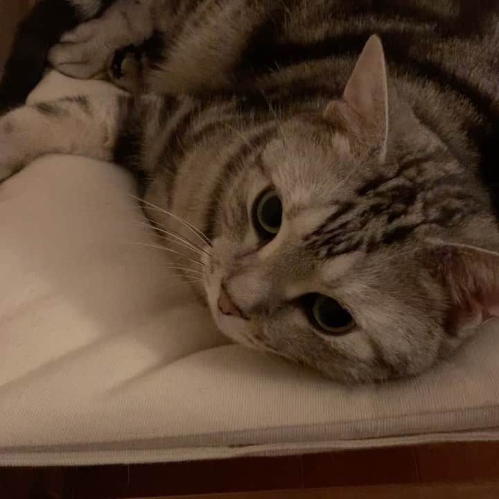 Alain アランのインスタグラム