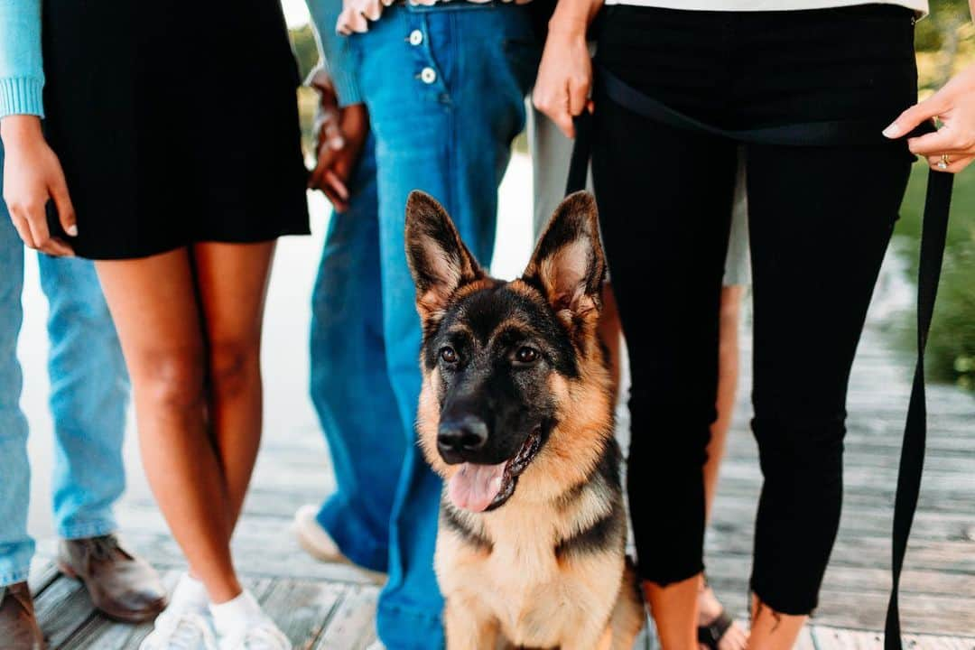 モリー・クレクロウのインスタグラム：「The best girl turns 1 today, happy birthday Kona!! 🎉 #gsdlove #dogmodel」