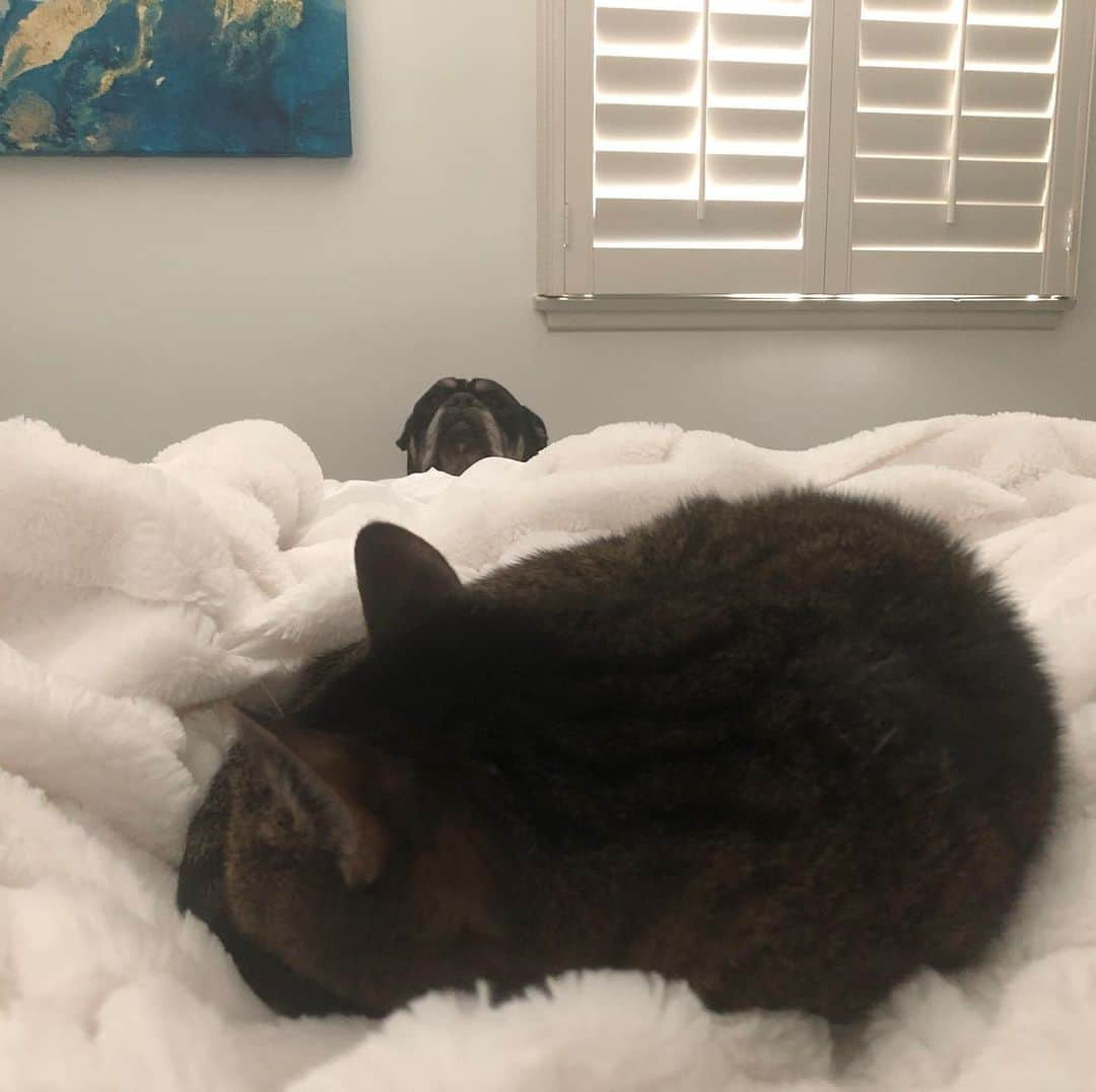 Charlotte Stokelyさんのインスタグラム写真 - (Charlotte StokelyInstagram)「When your dog hides behind the cat because he got into the trash, and figured since he’s afraid of the cat , I will be too. #trashdog #familylife」12月4日 6時42分 - charlottestokely