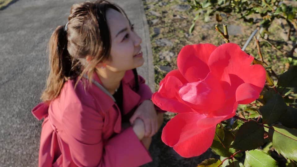 志村玲那さんのインスタグラム写真 - (志村玲那Instagram)「#よんだ？ #ちら  #バラみたいなお花がたくさん咲いてたからきれいだったよ🥀  #いろんな色が咲いてたの  #寒いのにまだ咲いてるんだね？  #あやきかめら  #カメラ女子　#camera #一眼レフ　#デジカメ」12月4日 7時00分 - rena_shimura