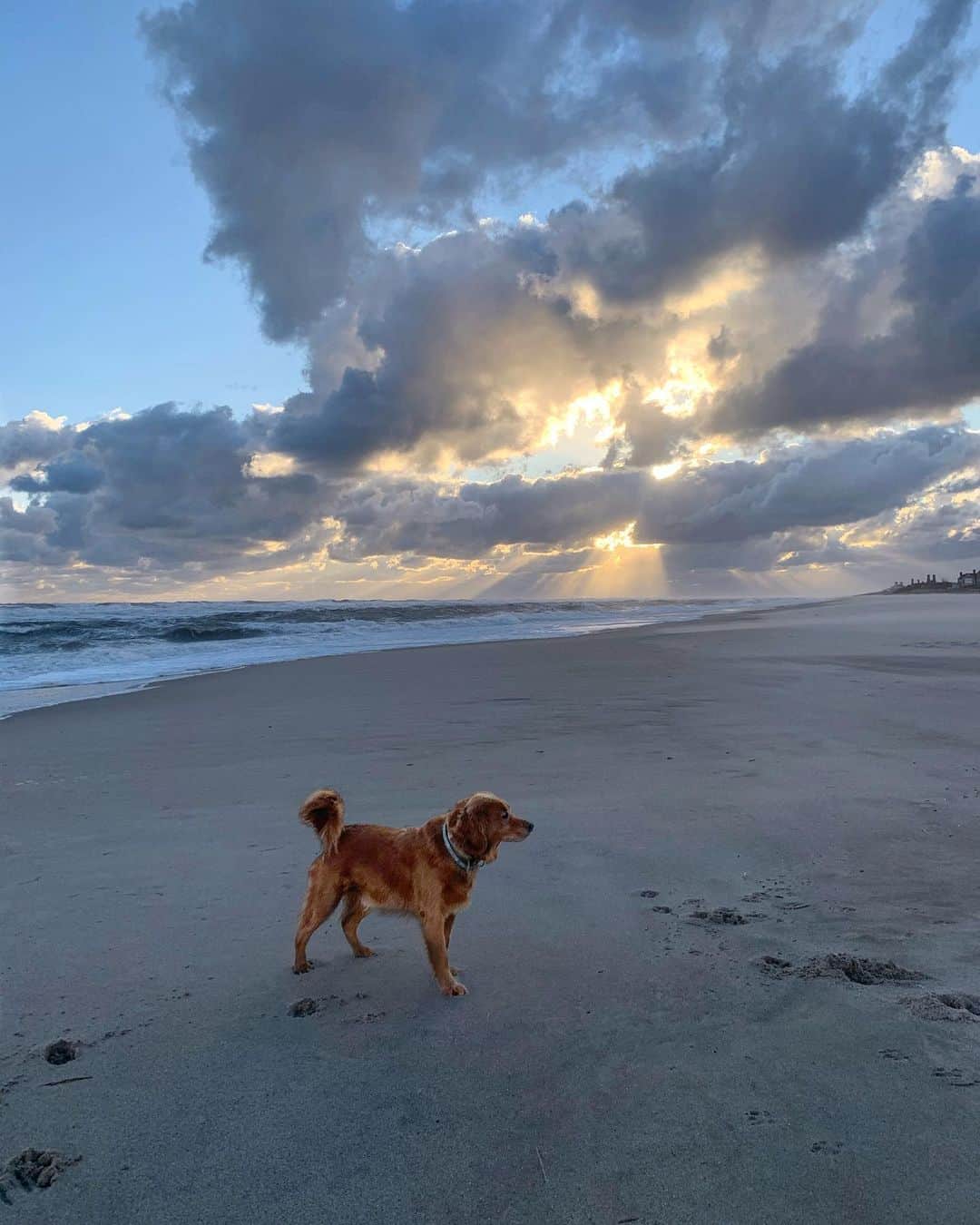ニーナ・ガルシアのインスタグラム：「It’s the little things that make life big 🦮🌞🙏🏻❤️」