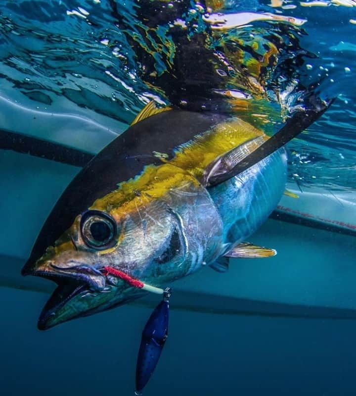 Costa Sunglassesのインスタグラム：「Tuna melt. 📷: @sport_fish_gallery #SeeWhatsOutThere #BornOnTheWater」
